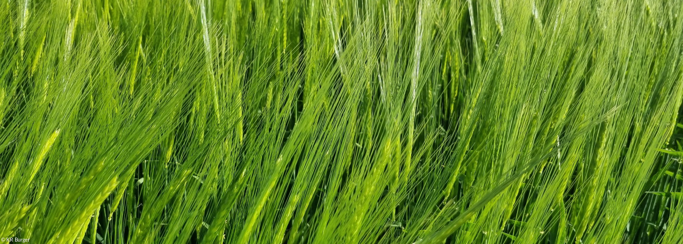 Wogender Weizen